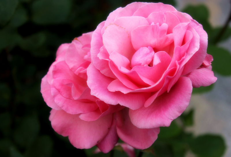 点击大图看下一张：颜色各异的月季花图片