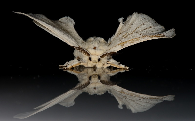 点击大图看下一张：蚕蛾昆虫图片