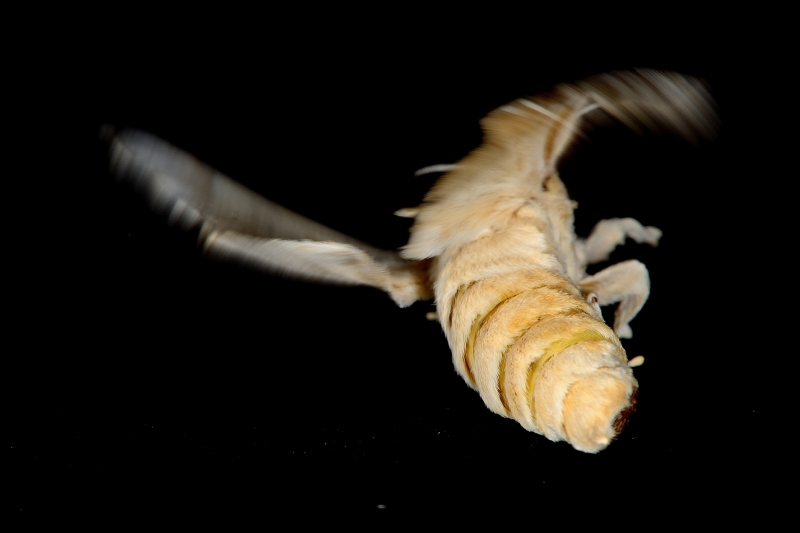 点击大图看下一张：蚕蛾昆虫图片