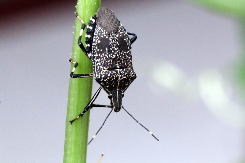 点击大图看下一张：椿象图片