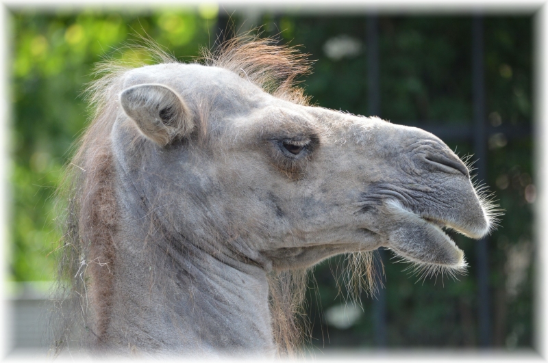 点击大图看下一张：骆驼头部特写图片