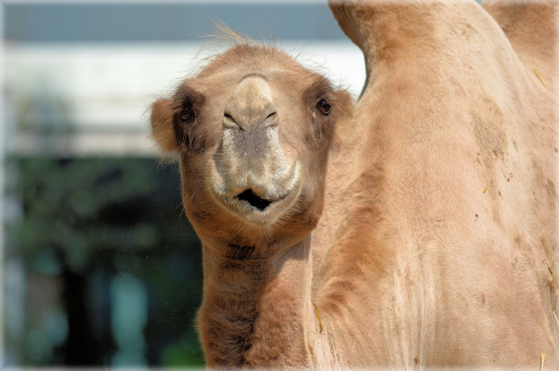 点击大图看下一张：骆驼头部特写图片