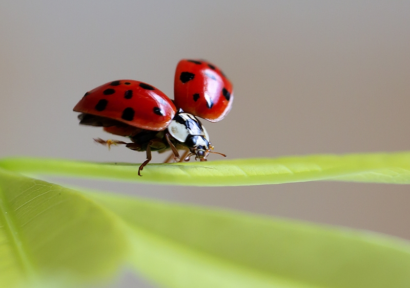 点击大图看下一张：叶子上的七星瓢虫图片