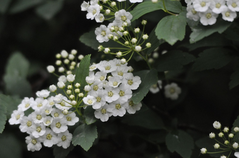 点击大图看下一张：麻叶绣线菊图片