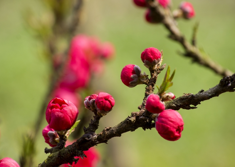 点击大图看下一张：桃花花蕾图片