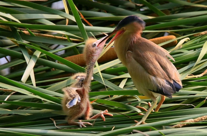 点击大图看下一张：黄苇鳽喂食图片