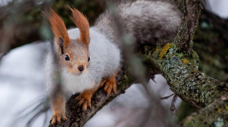点击大图看下一张：可爱松鼠图片