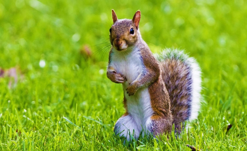 点击大图看下一张：可爱松鼠图片