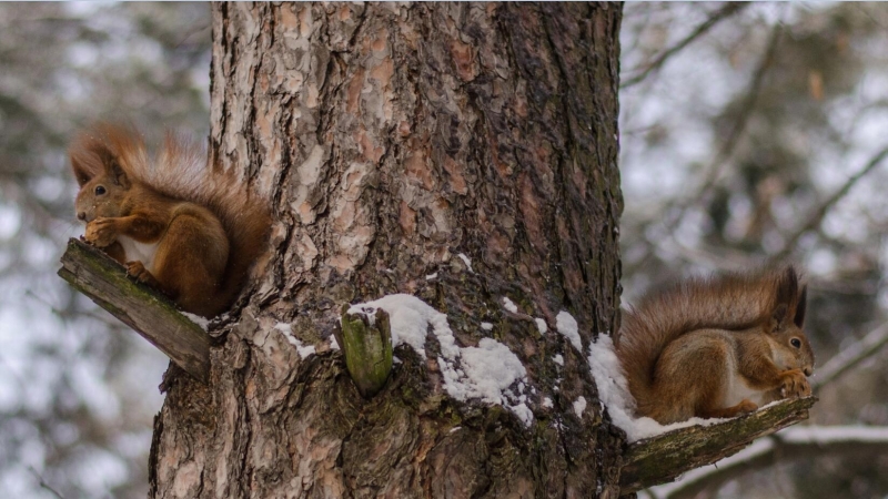点击大图看下一张：可爱松鼠图片