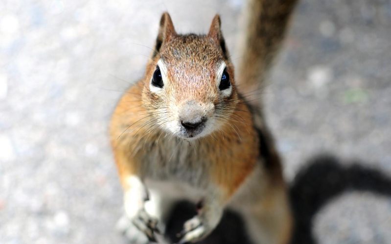 点击大图看下一张：可爱松鼠图片