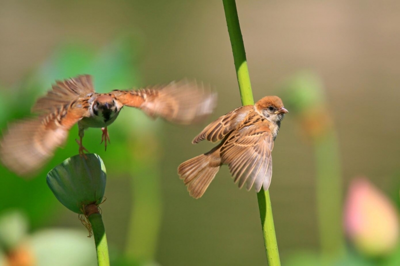 点击大图看下一张：麻雀的图片