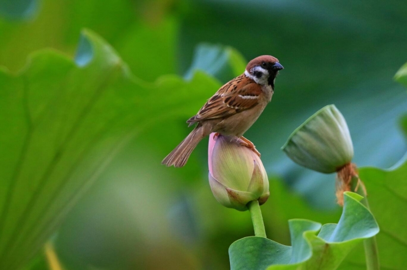 点击大图看下一张：麻雀的图片