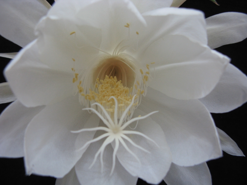 点击大图看下一张：白色昙花图片