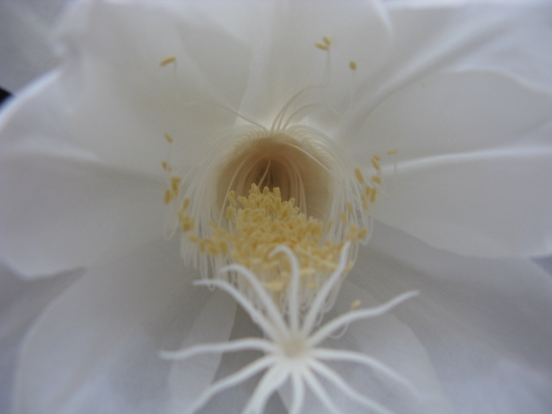 点击大图看下一张：白色昙花图片