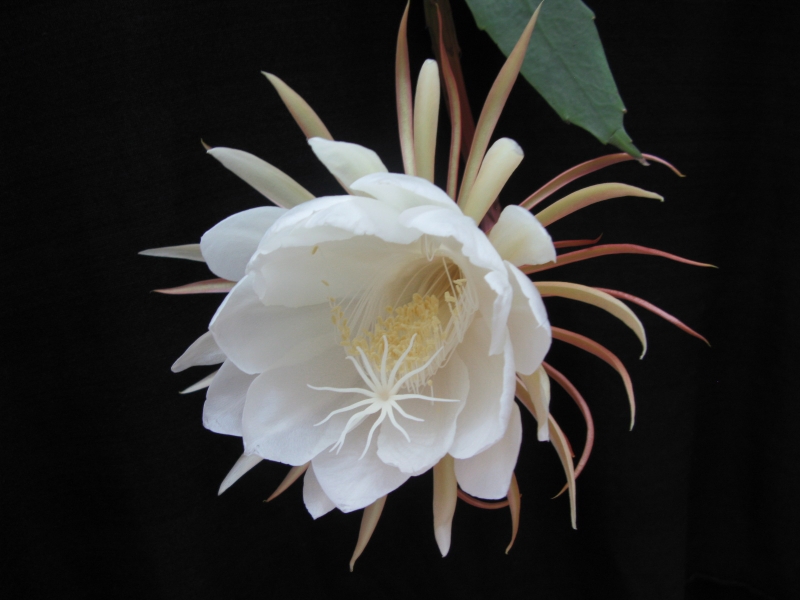 点击大图看下一张：白色昙花图片