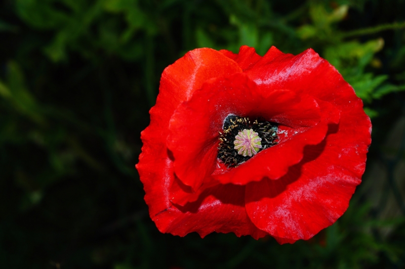 点击大图看下一张：红色罂粟花图片