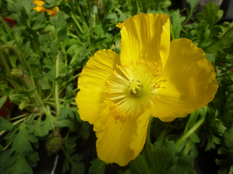 点击大图看下一张：黄色罂粟花图片