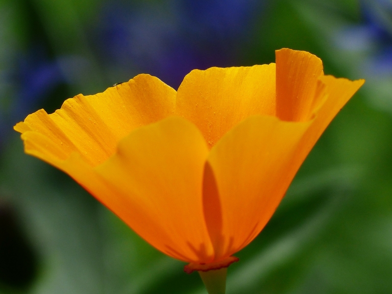 点击大图看下一张：黄色罂粟花图片