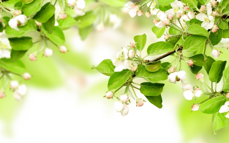 点击大图看下一张：苹果花的图片