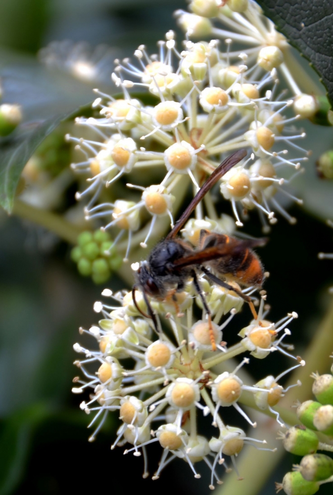 点击大图看下一张：熊掌木图片