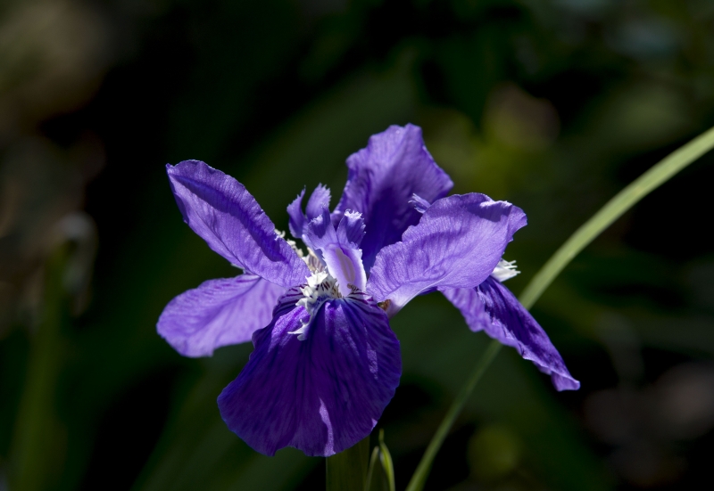 点击大图看下一张：紫色鸢尾图