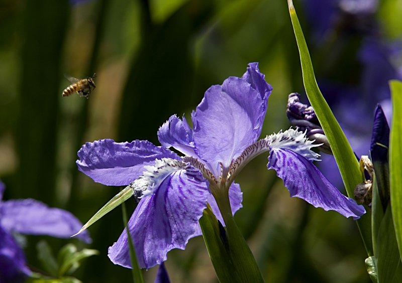 点击大图看下一张：紫色鸢尾图