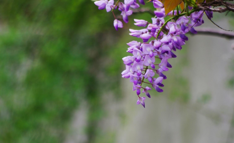 点击大图看下一张：紫藤的图片