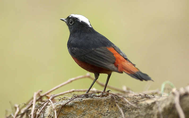 点击大图看下一张：白顶溪鸲的图片