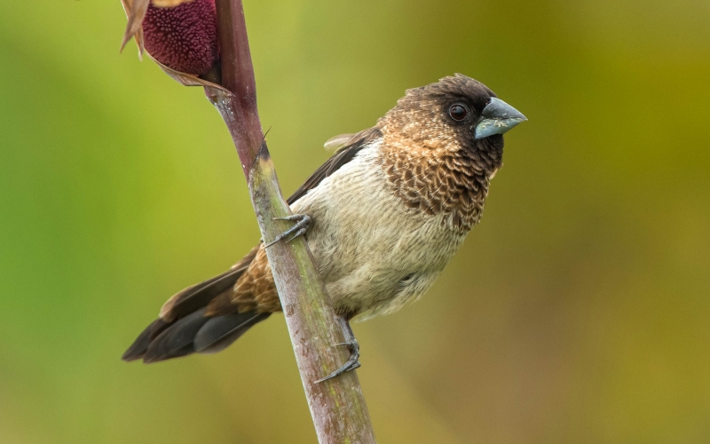 点击大图看下一张:白腰文鸟图片