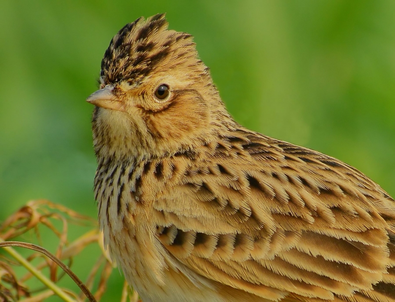 点击大图看下一张：欧亚云雀图片