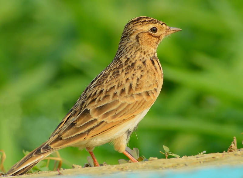 点击大图看下一张：欧亚云雀图片