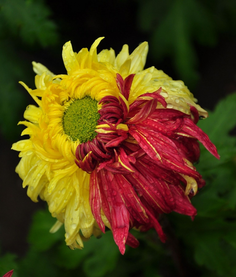 点击大图看下一张：各种颜色的菊花图片