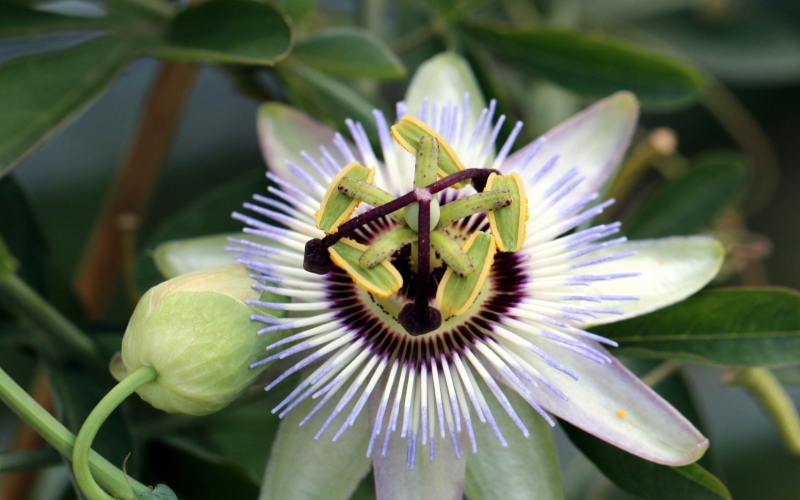 点击大图看下一张：时钟花的图片