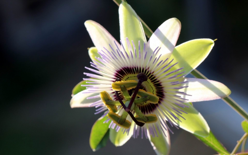 点击大图看下一张：时钟花的图片