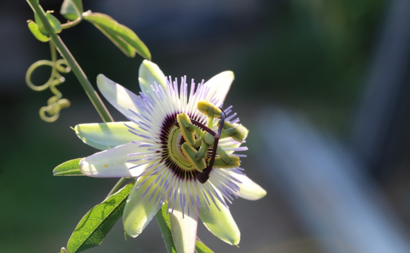 点击大图看下一张：时钟花的图片