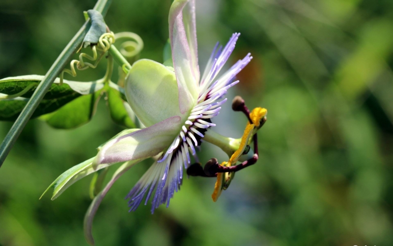 点击大图看下一张：时钟花的图片