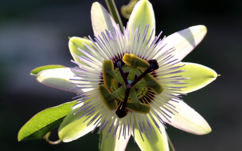 点击大图看下一张：时钟花的图片