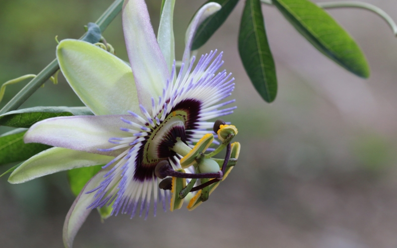 点击大图看下一张：时钟花的图片