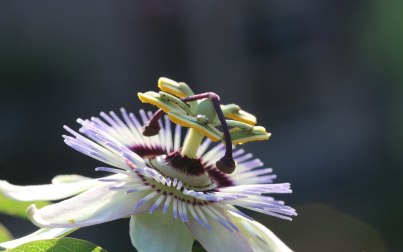 点击大图看下一张：时钟花的图片