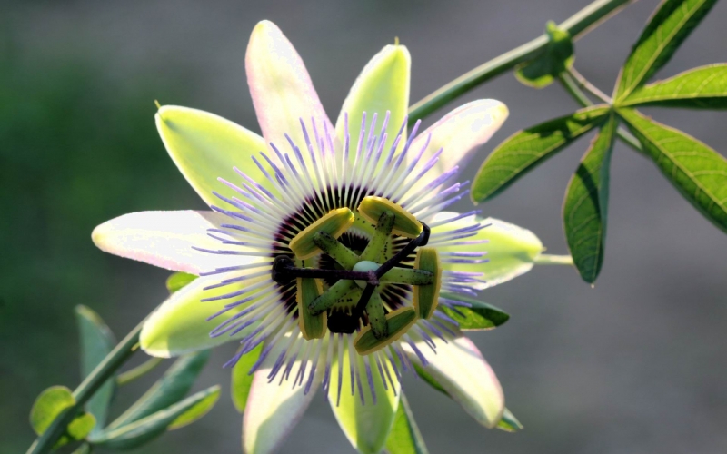点击大图看下一张：时钟花的图片