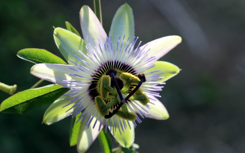 点击大图看下一张：时钟花的图片
