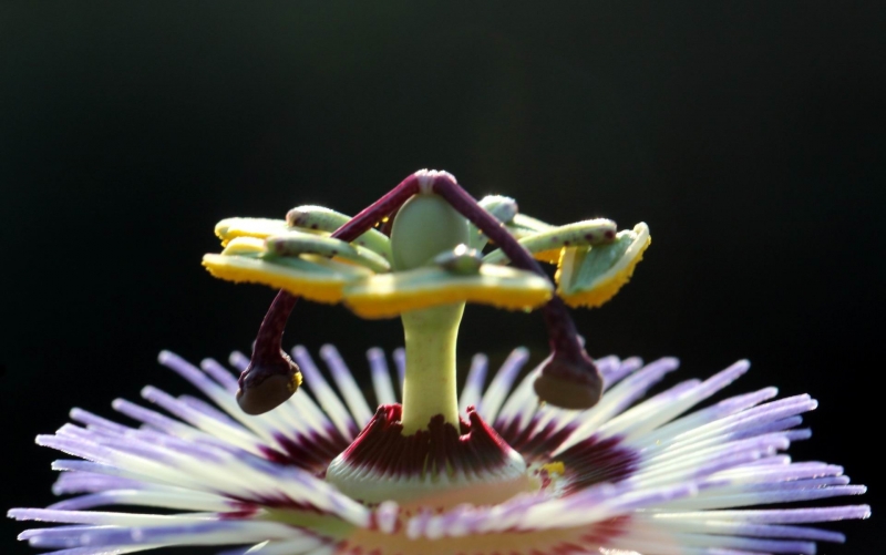 点击大图看下一张：时钟花的图片