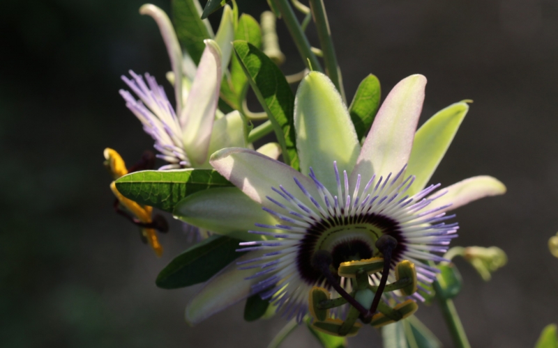 点击大图看下一张:时钟花的图片