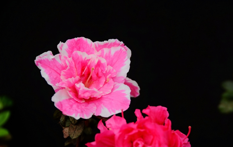 点击大图看下一张：杜鹃花图片