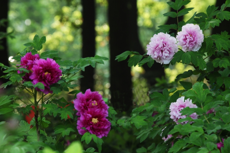 点击大图看下一张：粉红色的牡丹花图片