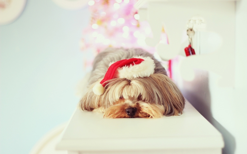 点击大图看下一张：戴圣诞帽的小狗图片