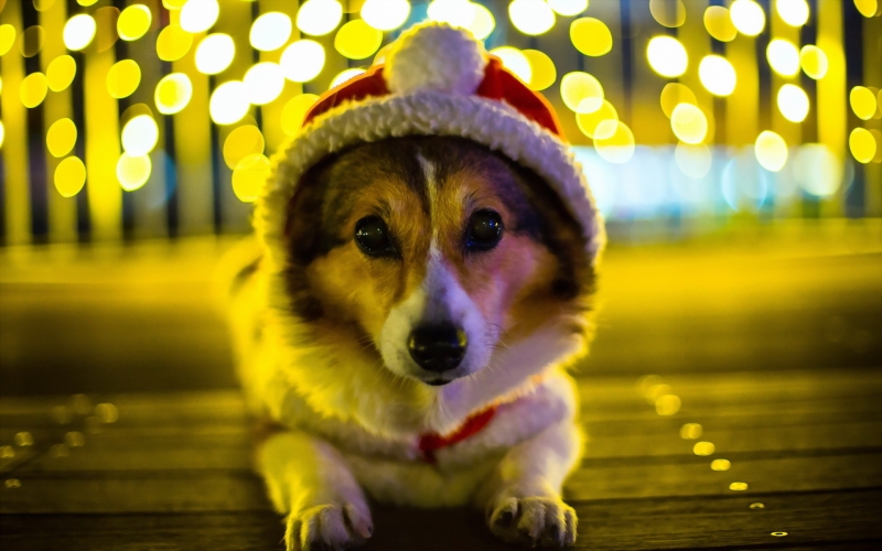 点击大图看下一张：戴圣诞帽的小狗图片