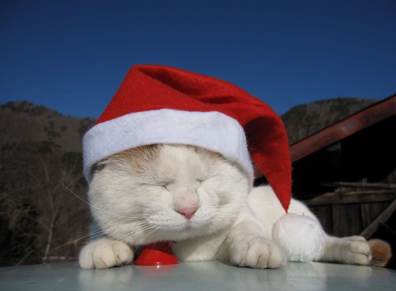点击大图看下一张：戴圣诞帽的小猫