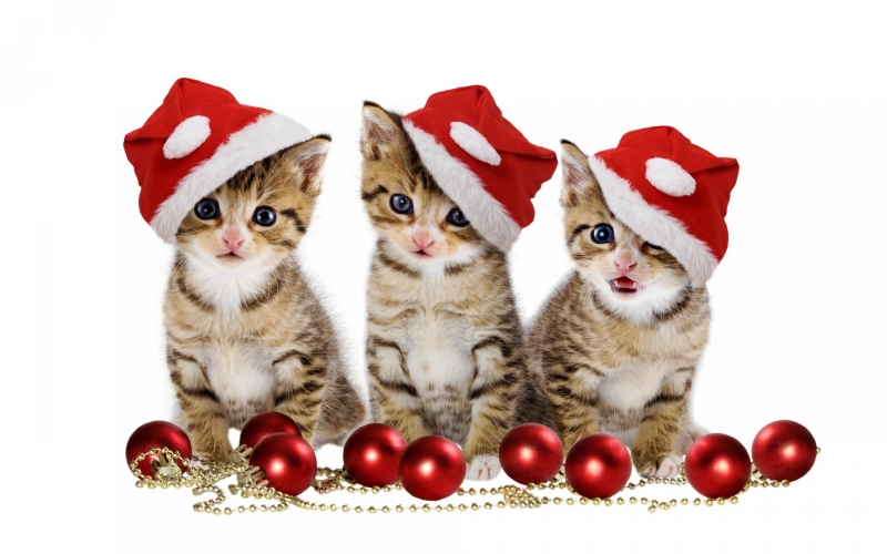 点击大图看下一张：戴圣诞帽的小猫