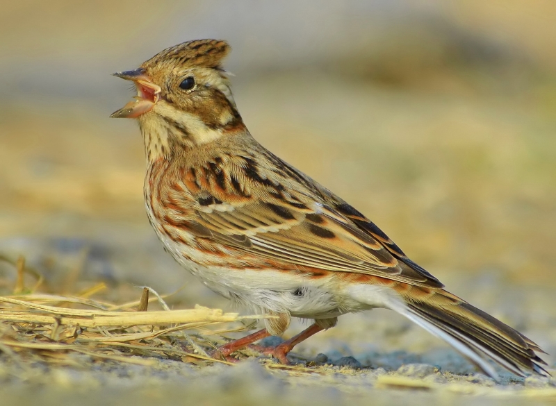点击大图看下一张：田鹀图片